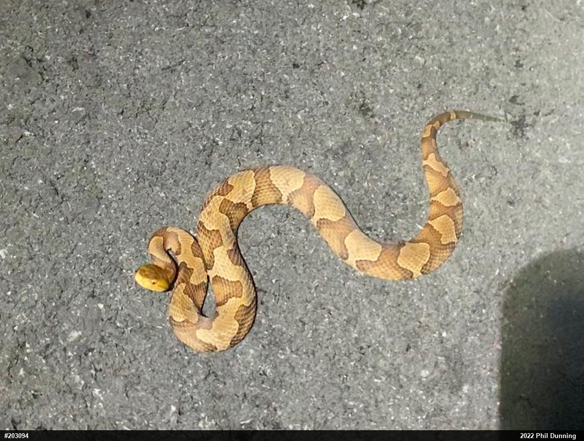 Northern Copperhead