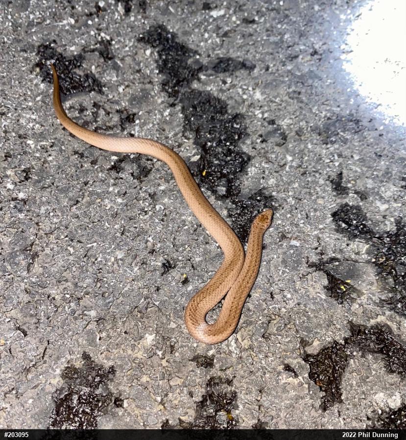 Mountain Earthsnake
