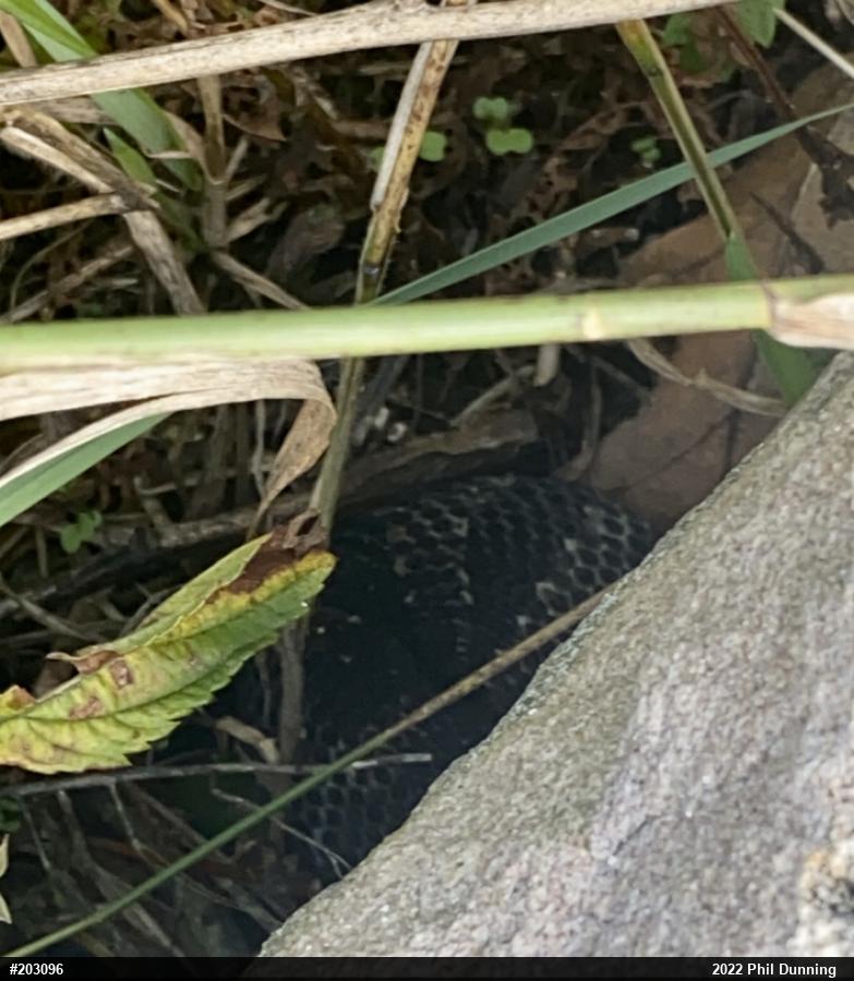 Timber Rattlesnake