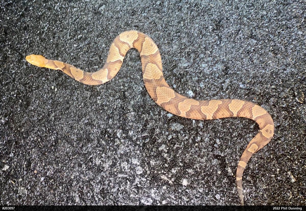 Northern Copperhead