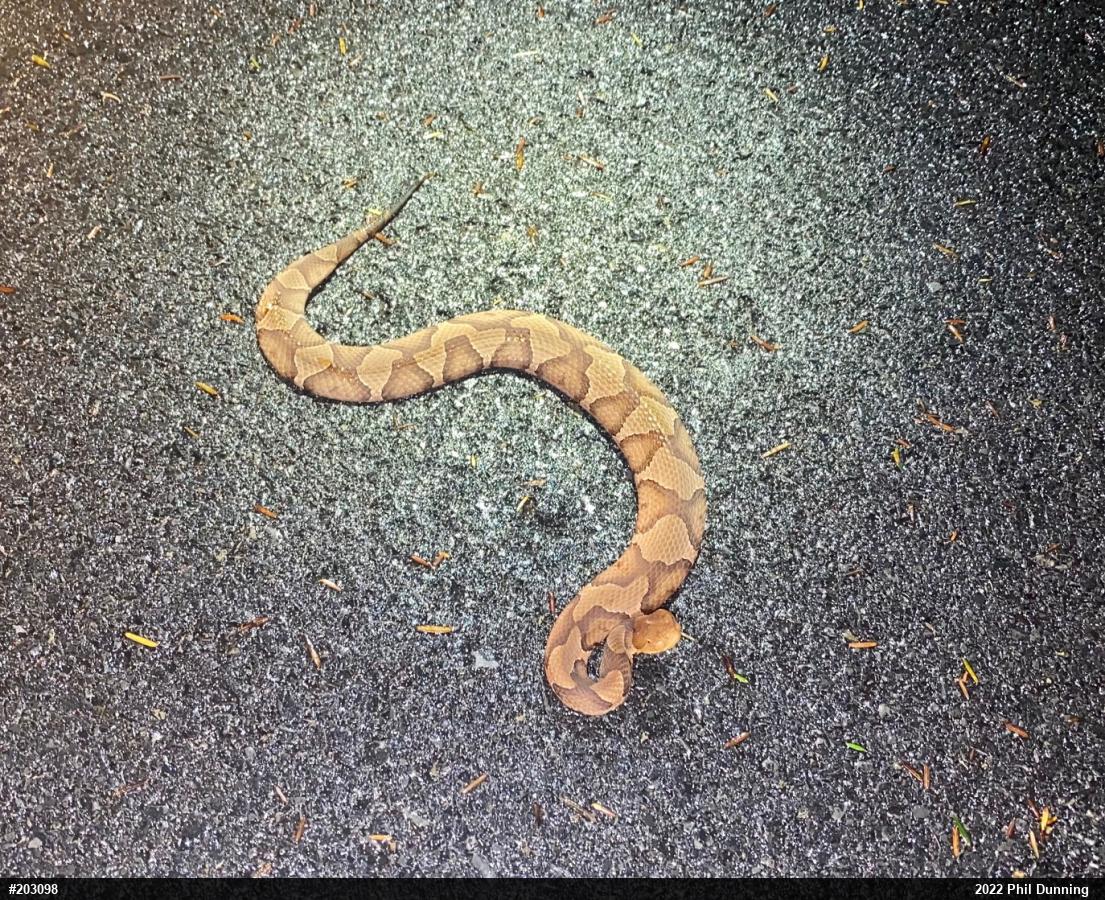 Northern Copperhead