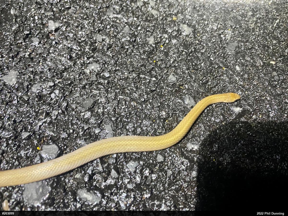 Mountain Earthsnake