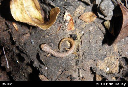 Four-toed Salamander