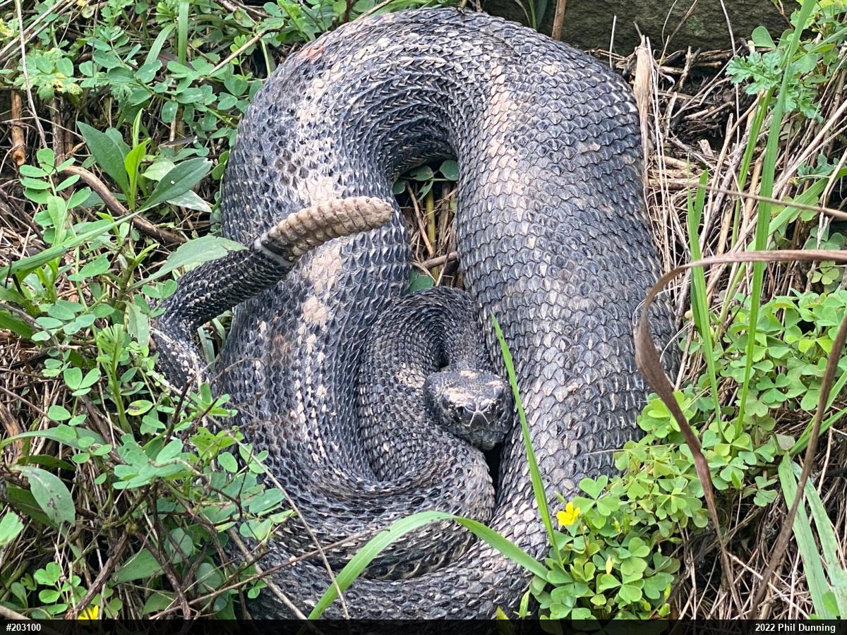 Timber Rattlesnake