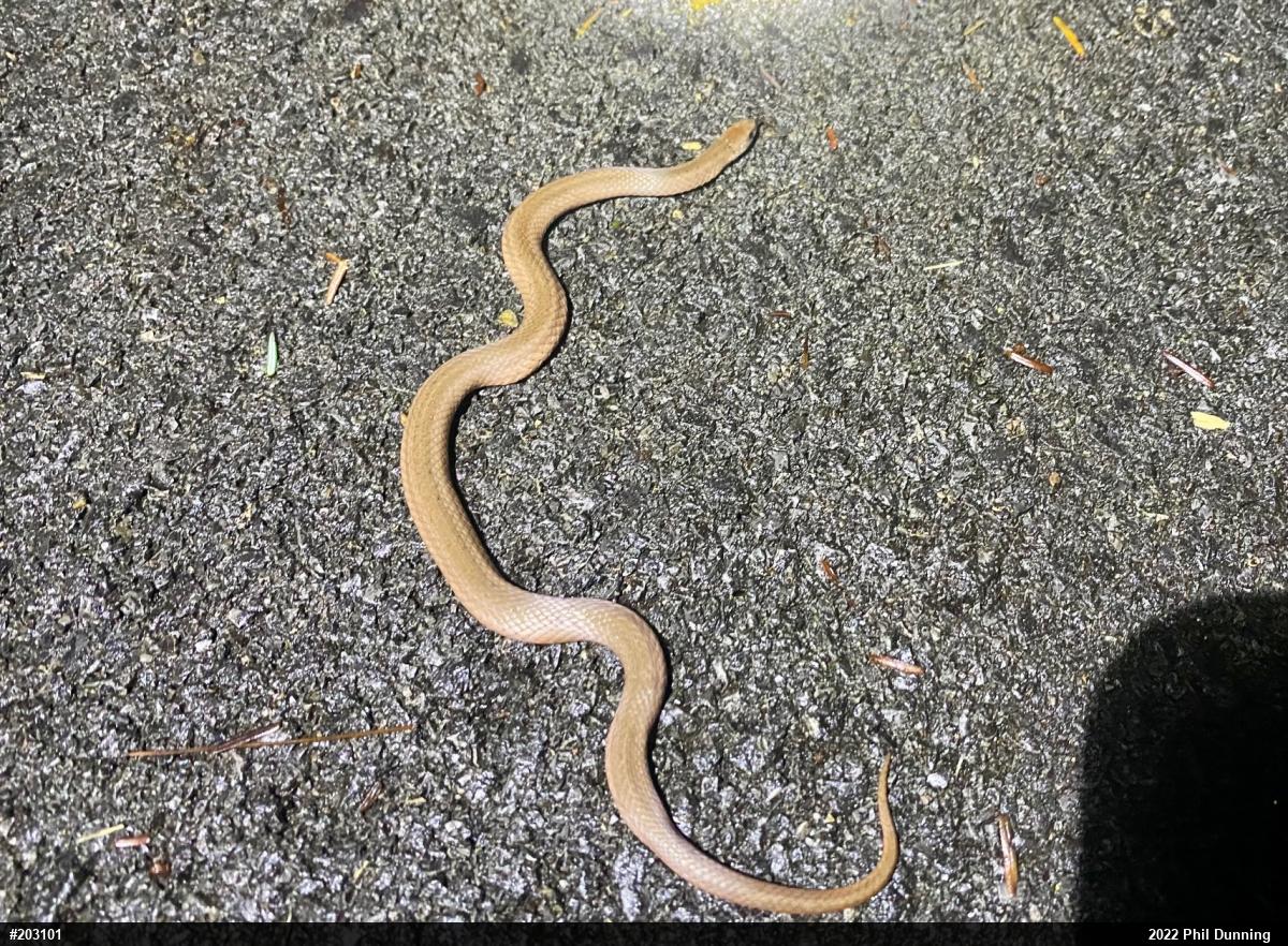 Mountain Earthsnake