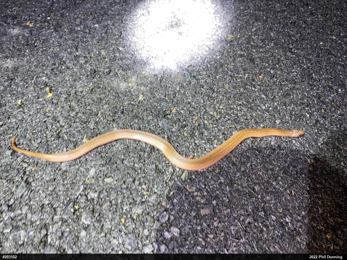 Mountain Earthsnake