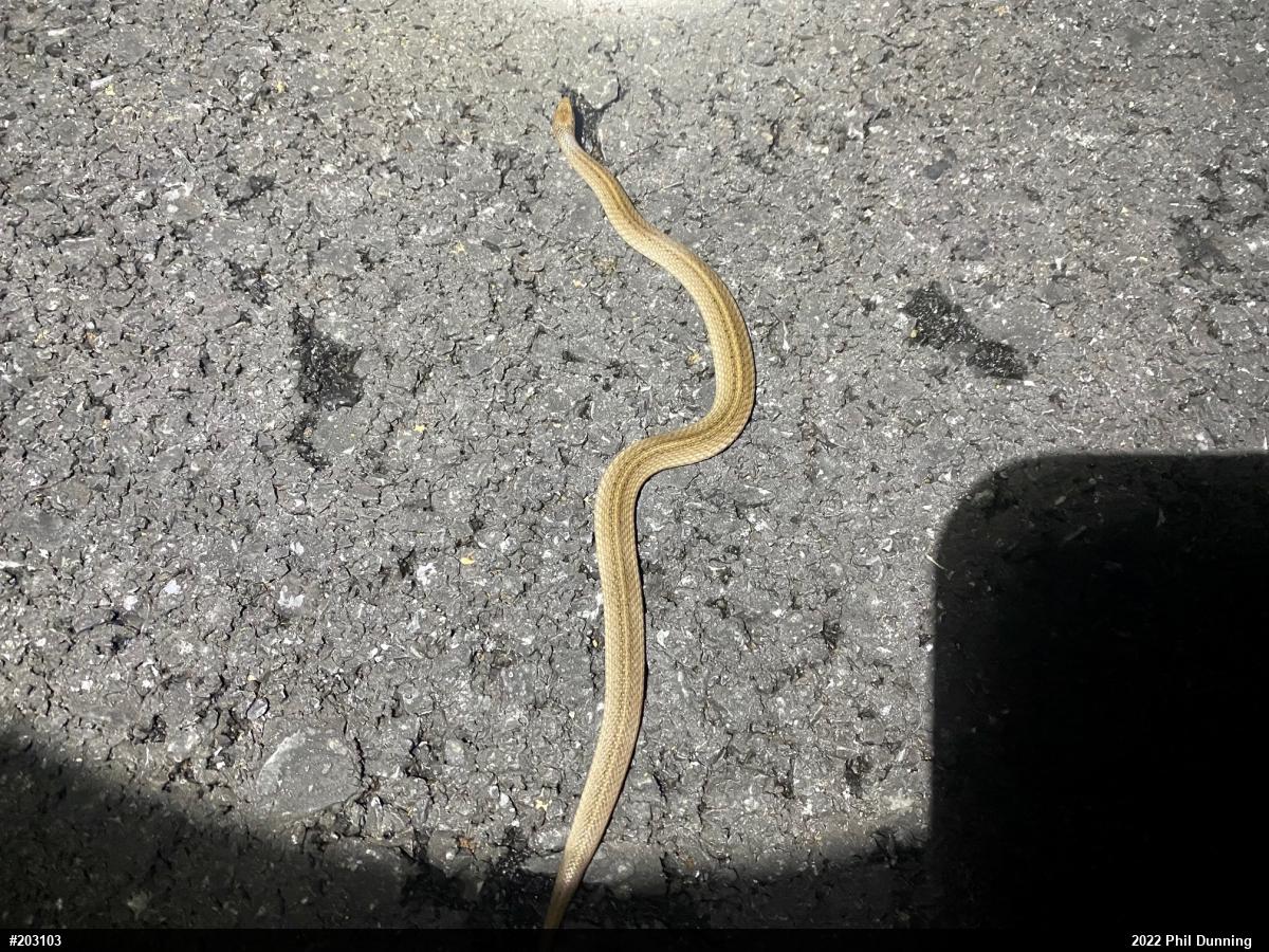 Mountain Earthsnake