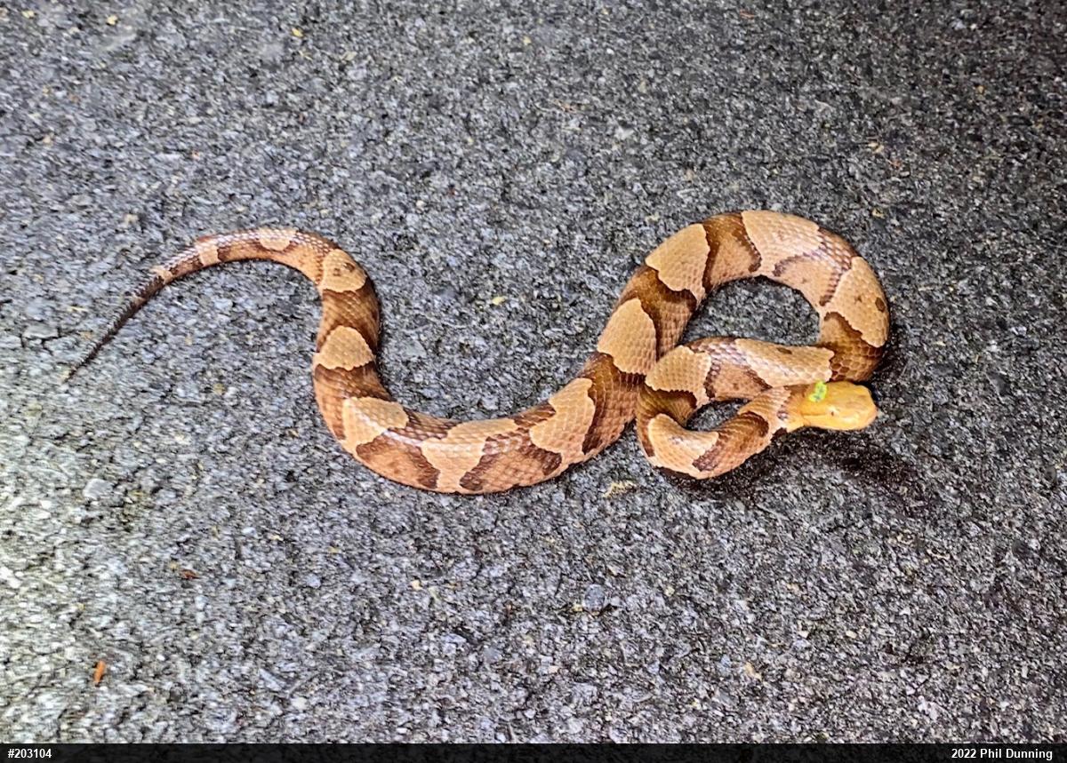 Northern Copperhead