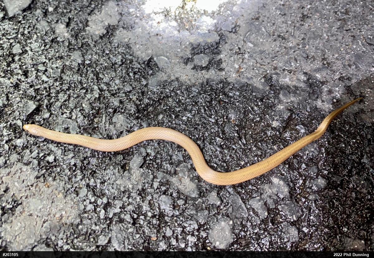Mountain Earthsnake