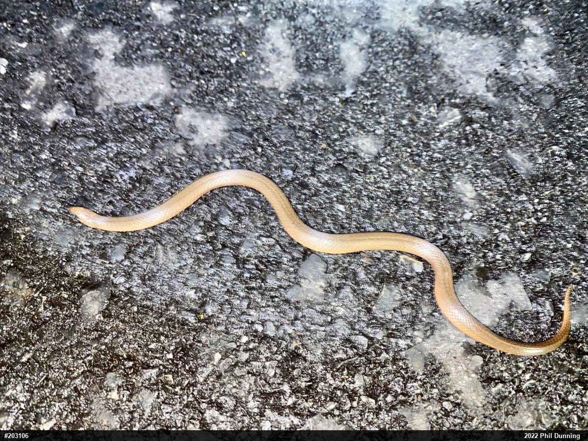 Mountain Earthsnake
