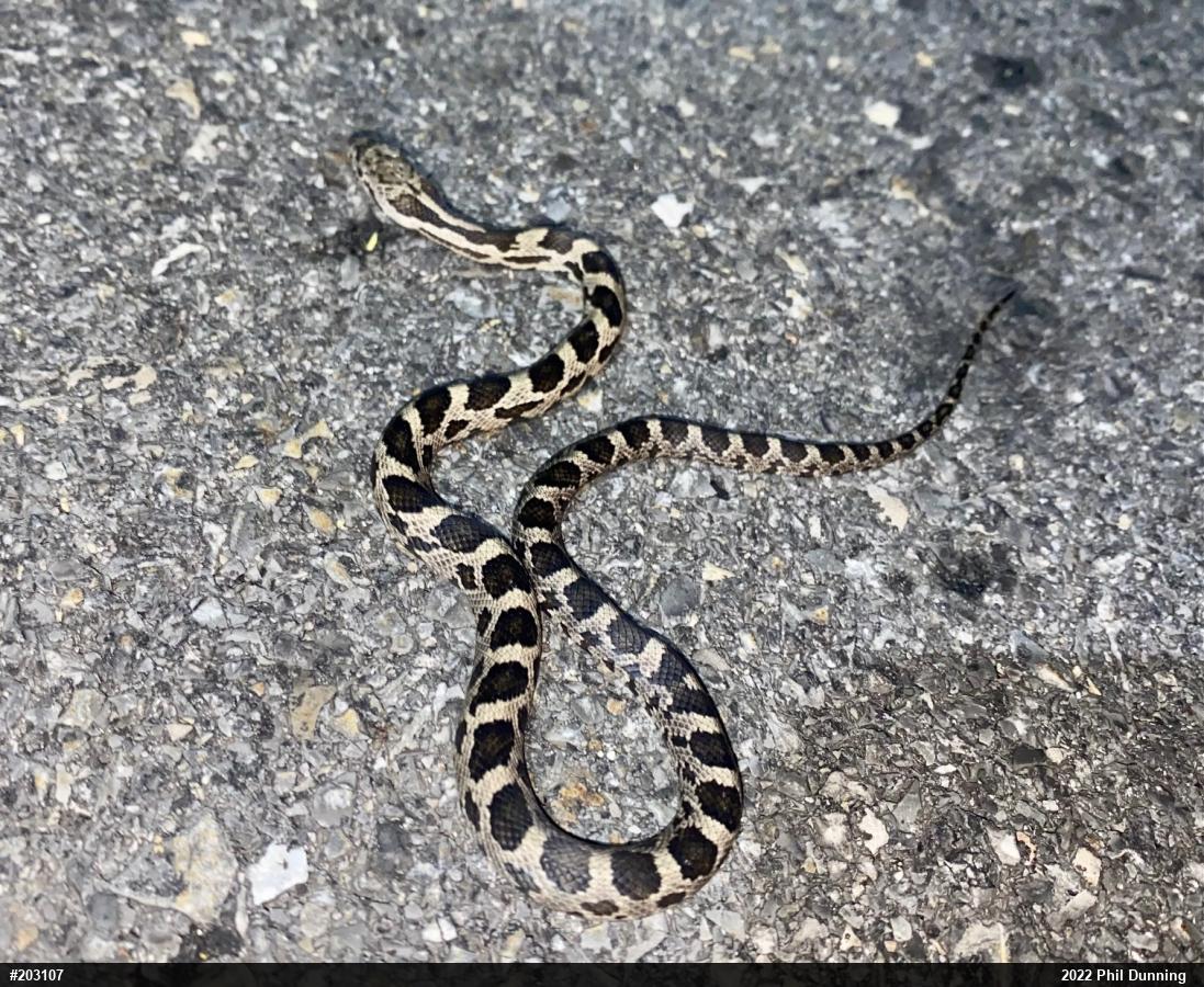 Eastern Ratsnake