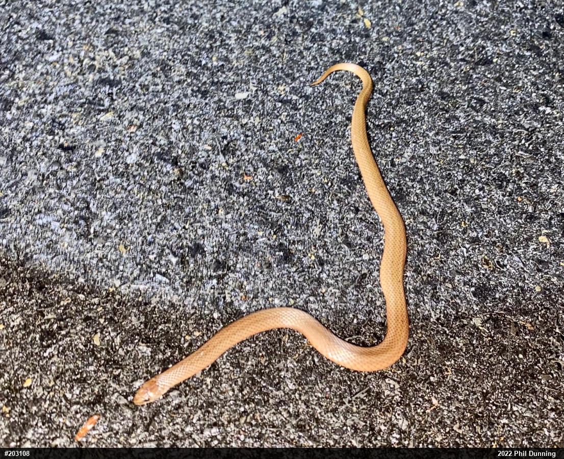 Mountain Earthsnake