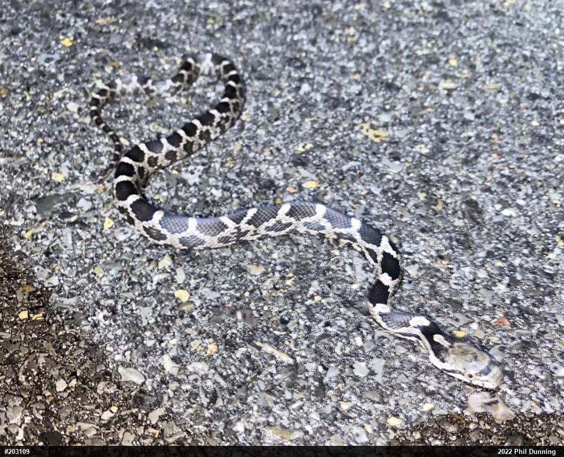 Eastern Ratsnake