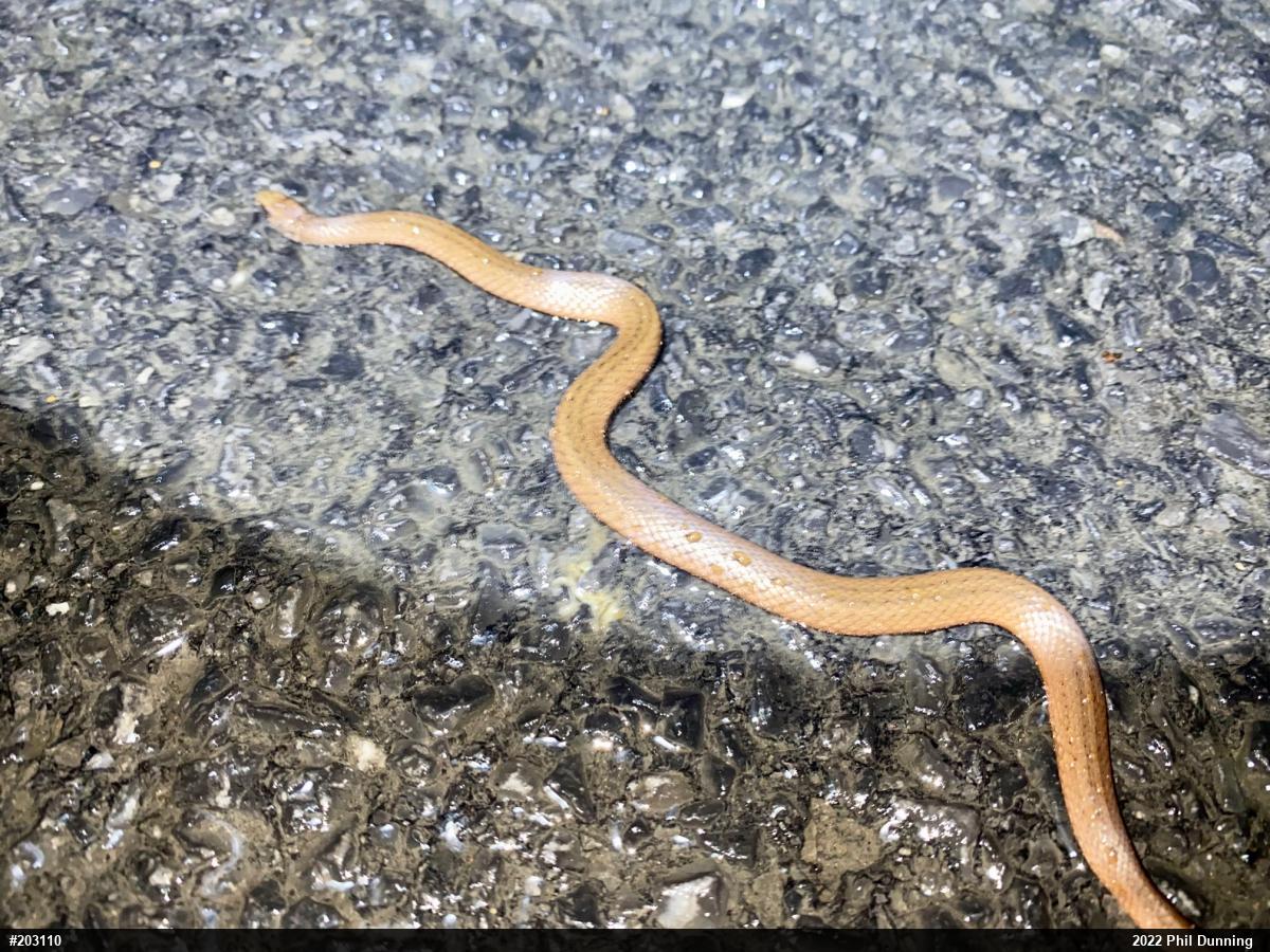 Mountain Earthsnake