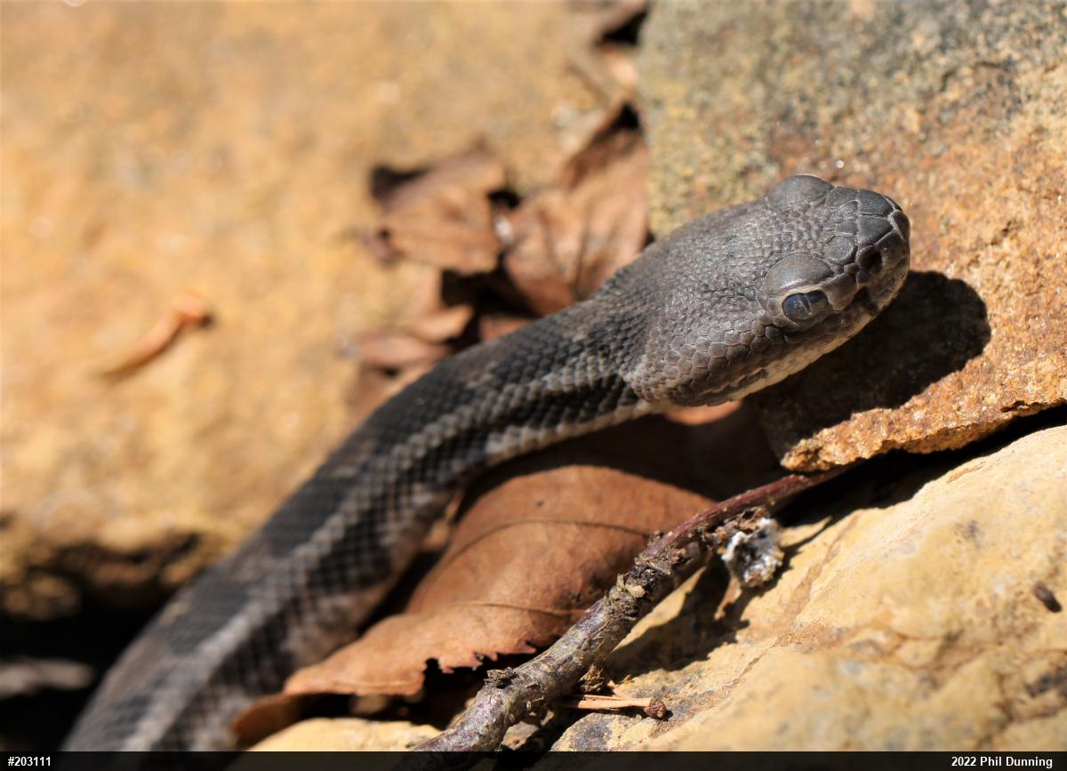 Timber Rattlesnake