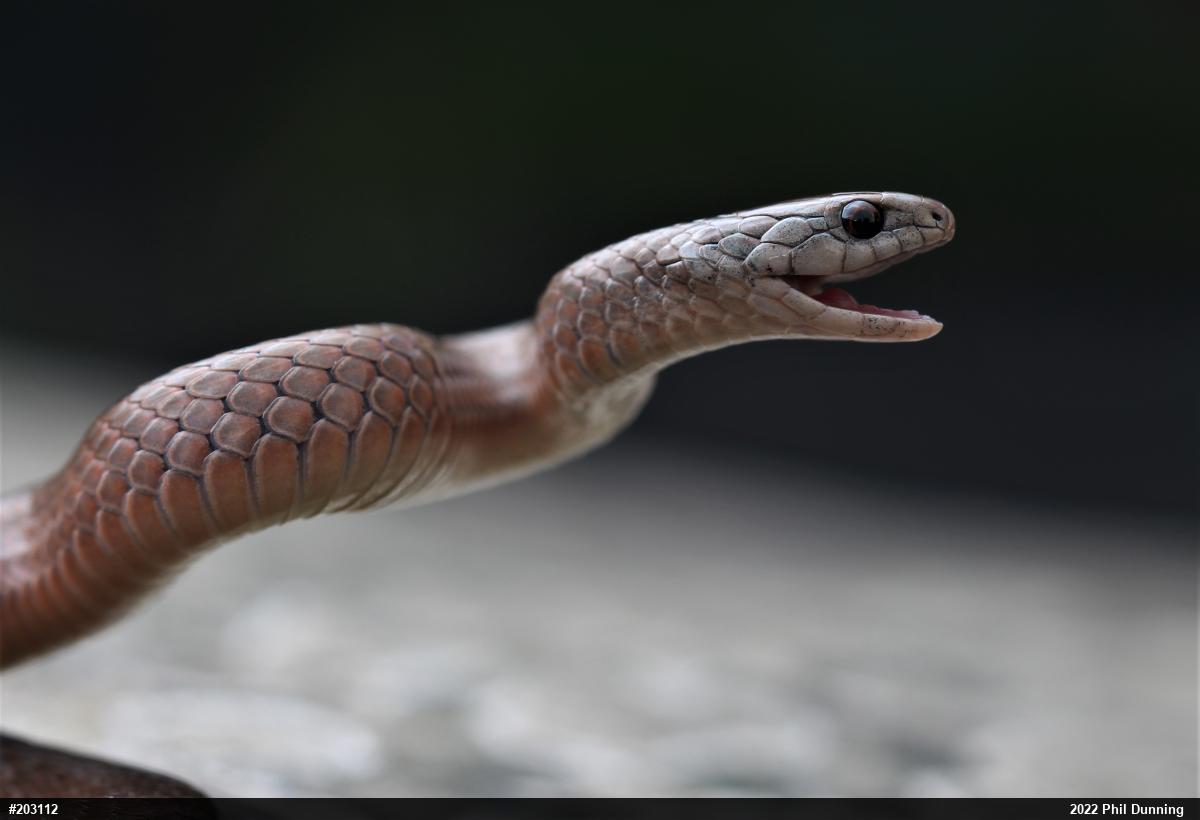 Mountain Earthsnake
