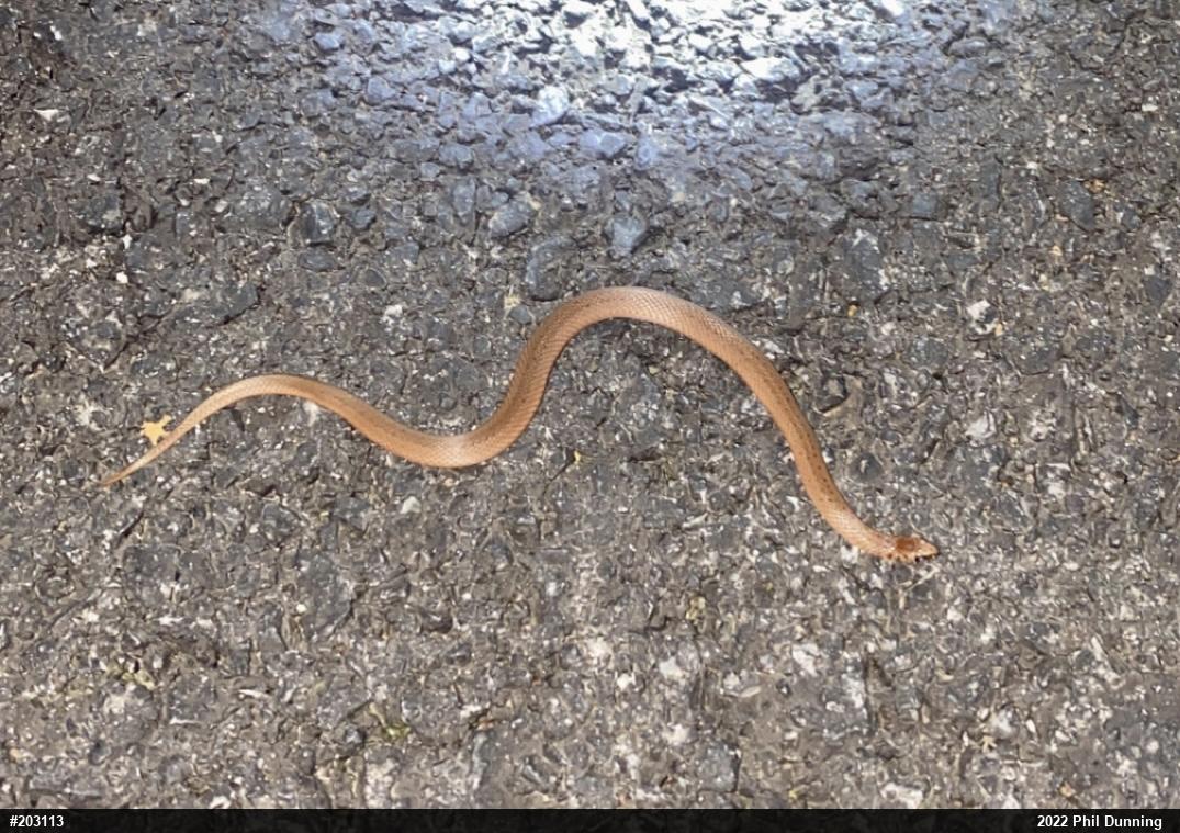 Mountain Earthsnake