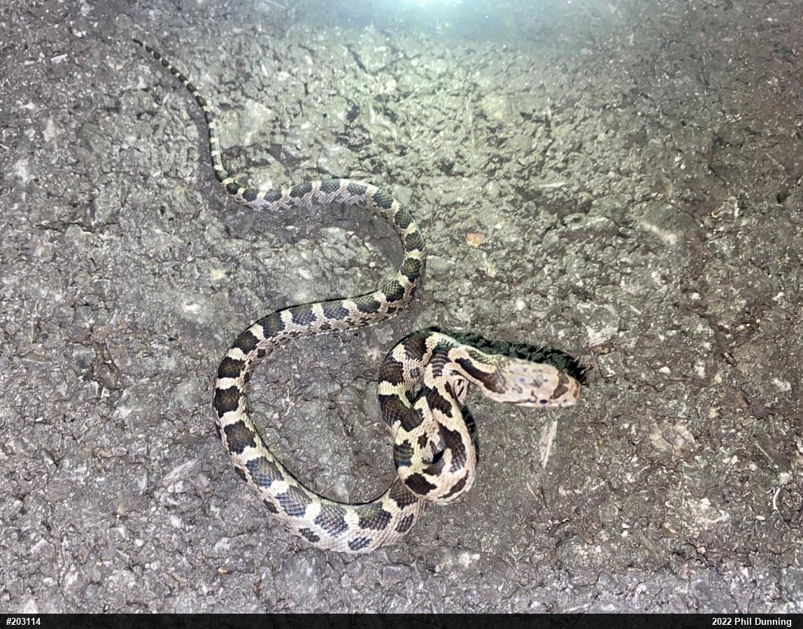 Eastern Ratsnake
