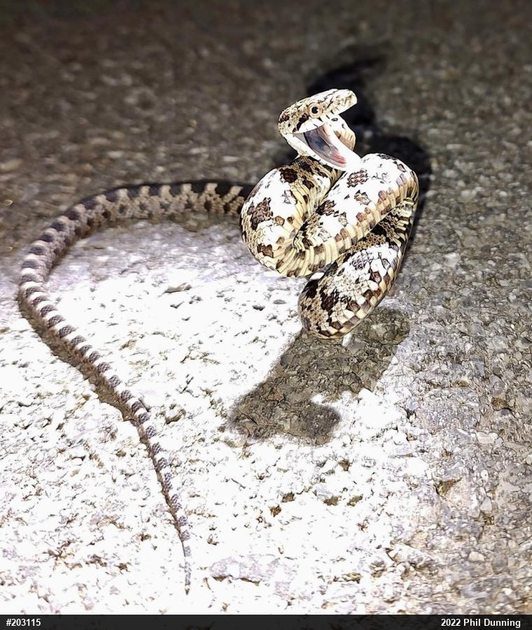 Eastern Ratsnake