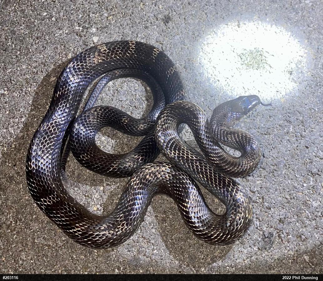 Eastern Ratsnake
