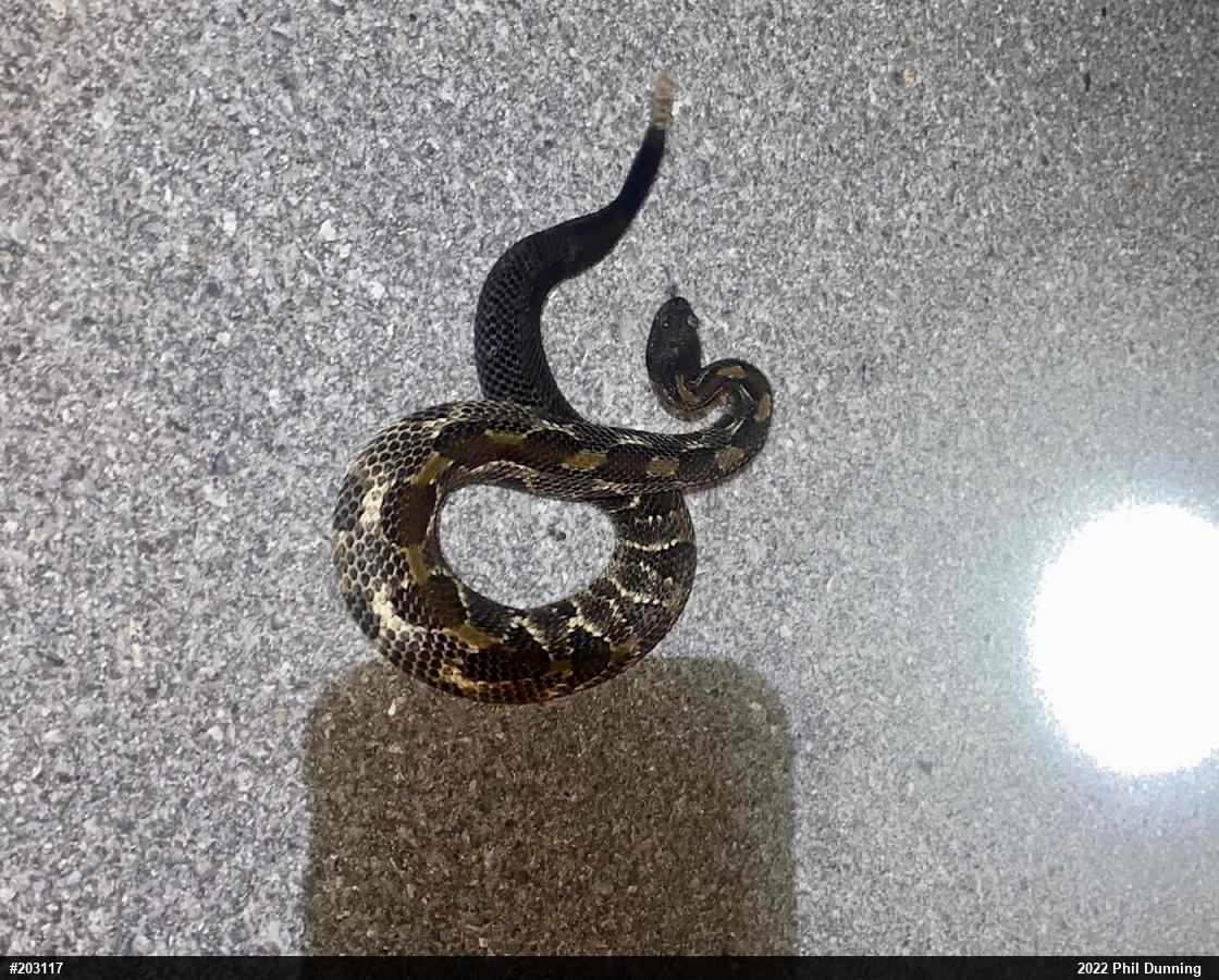 Timber Rattlesnake
