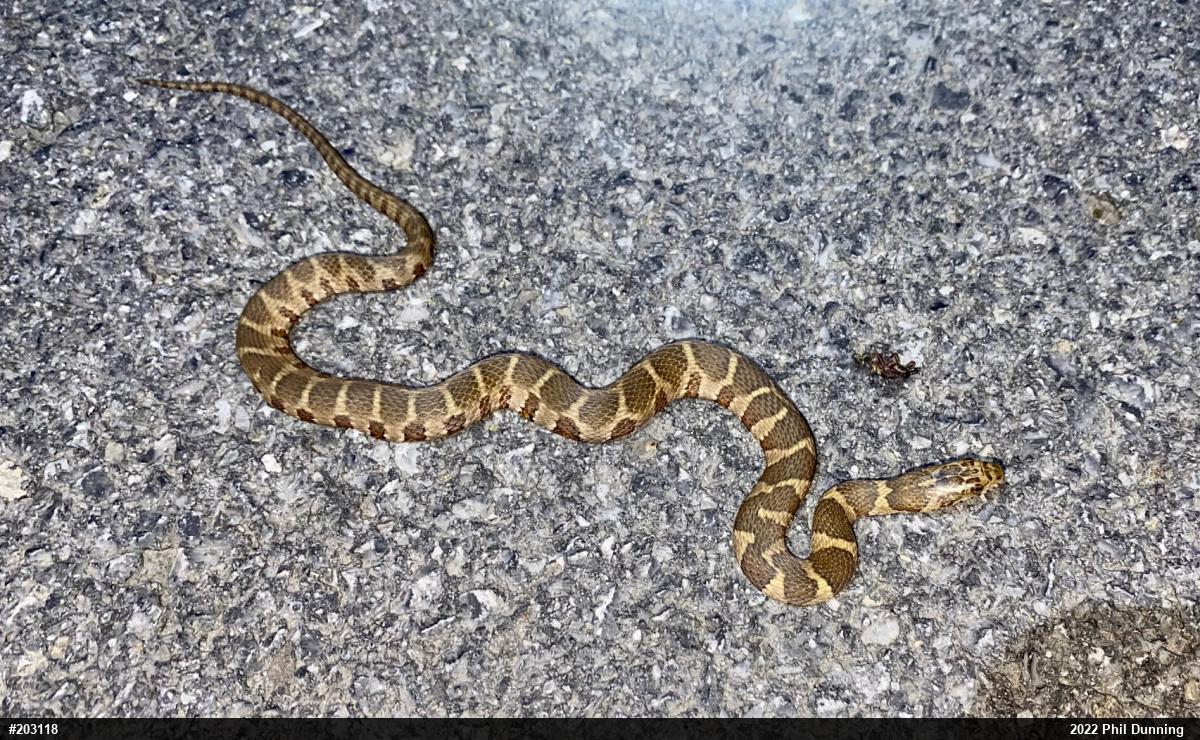 Northern Watersnake