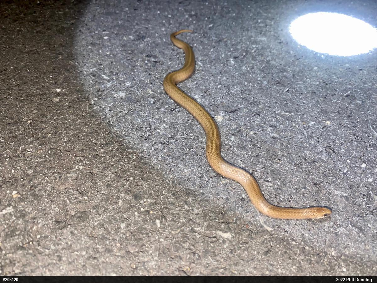 Mountain Earthsnake