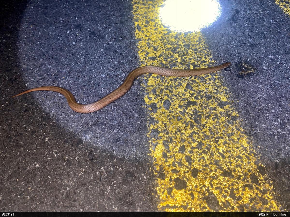 Mountain Earthsnake