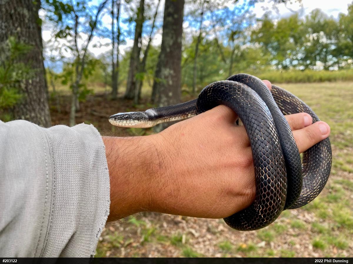 Eastern Ratsnake