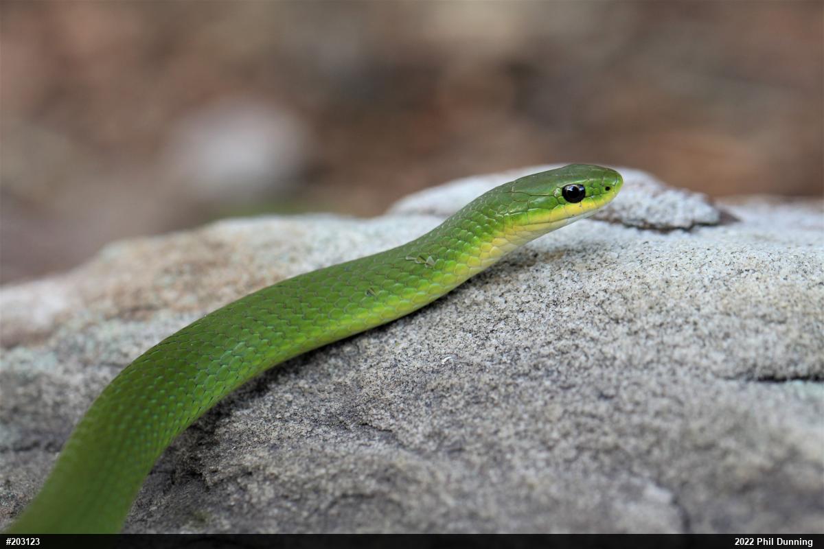 Smooth Greensnake