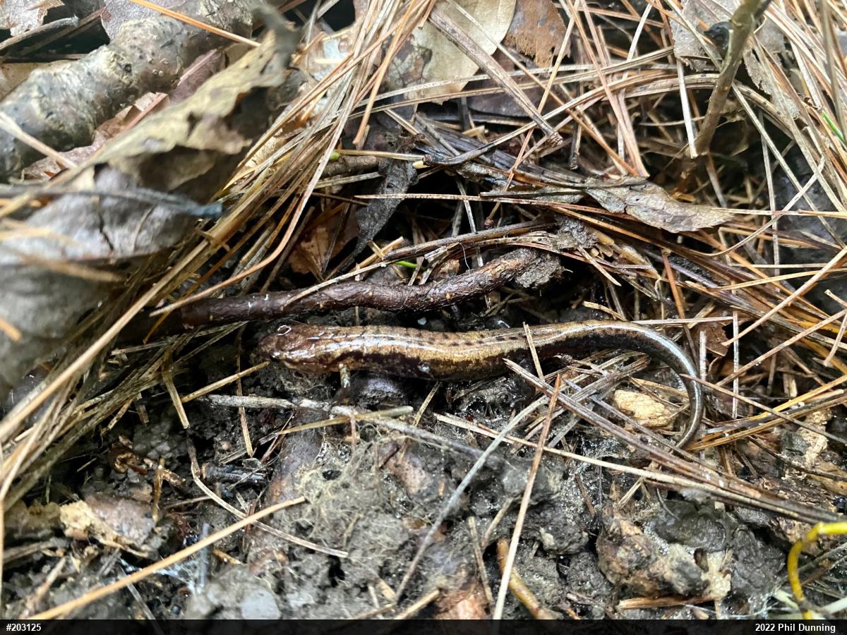 Allegheny Mountain Dusky Salamander