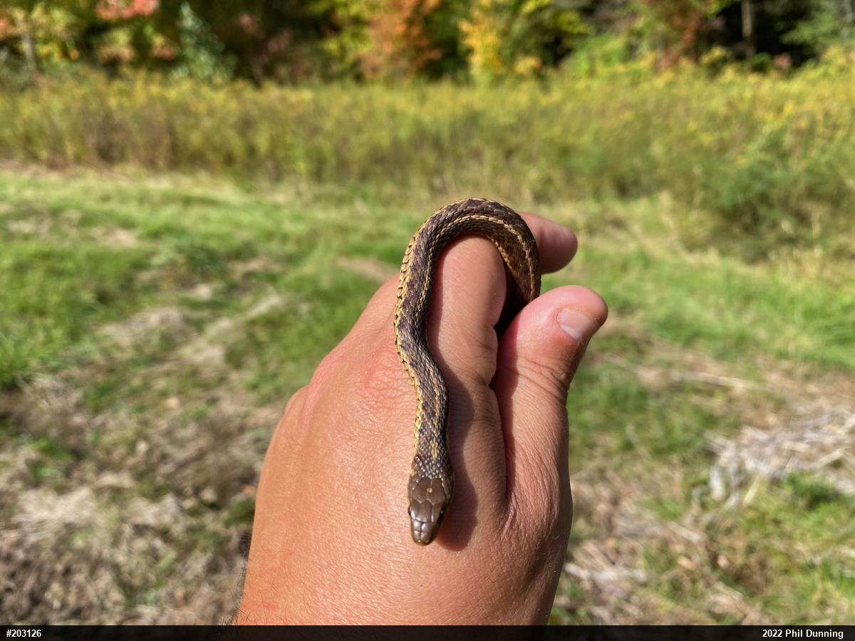 Eastern Gartersnake