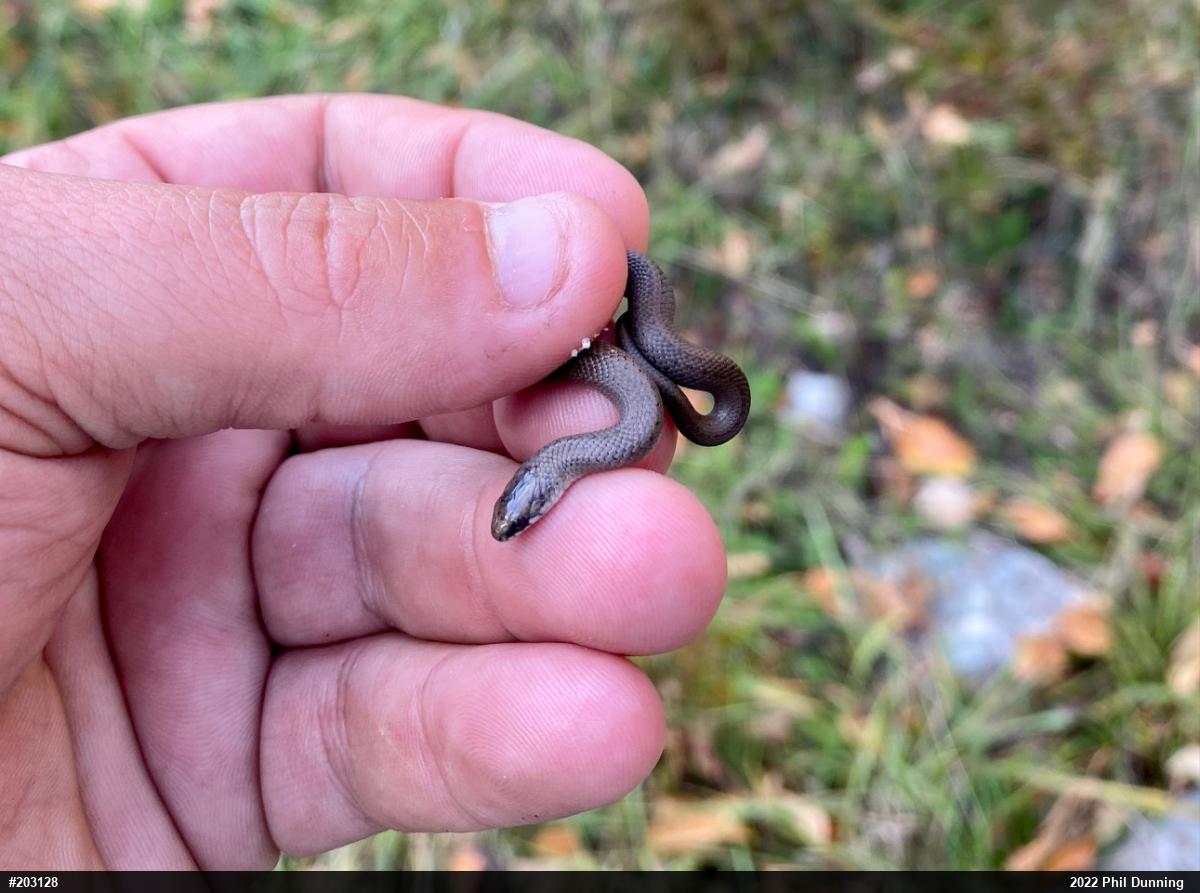 Mountain Earthsnake