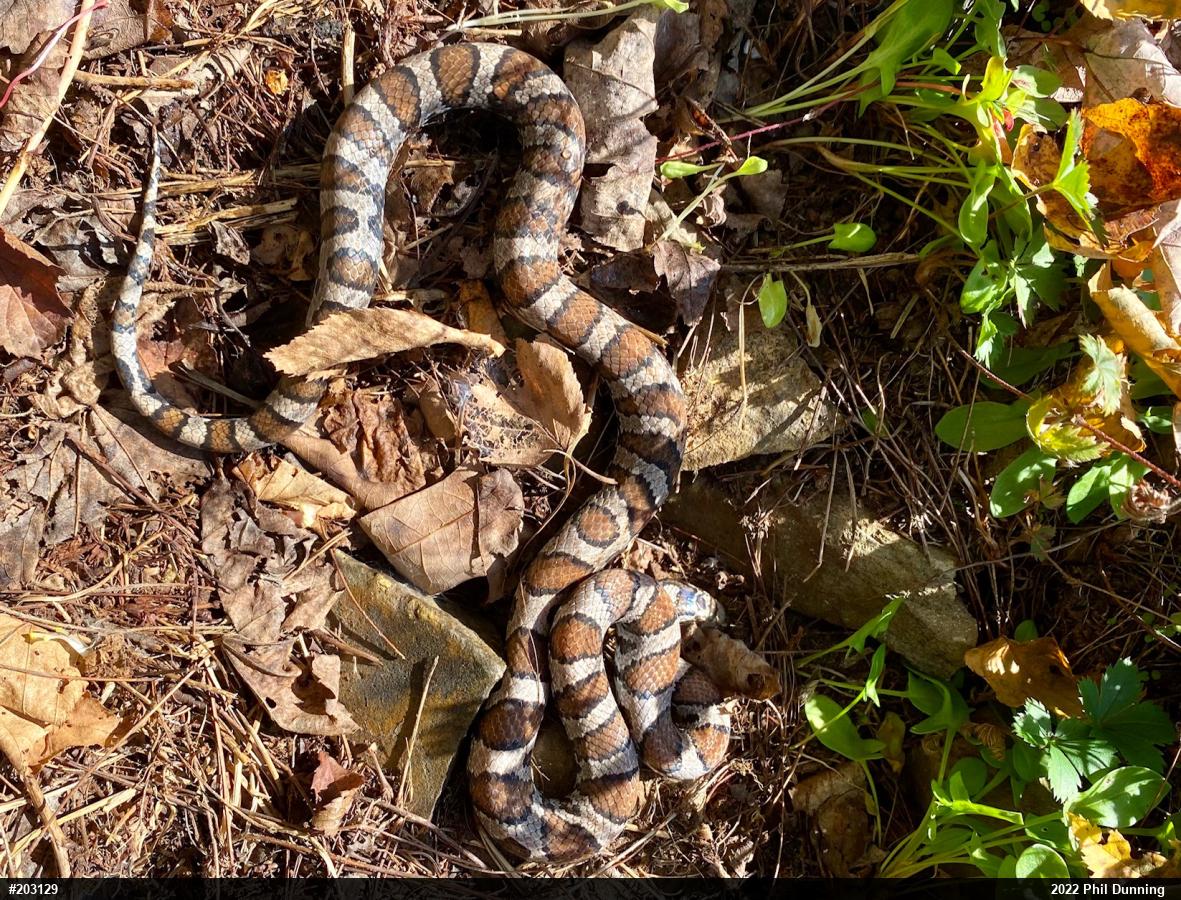 Eastern Milksnake
