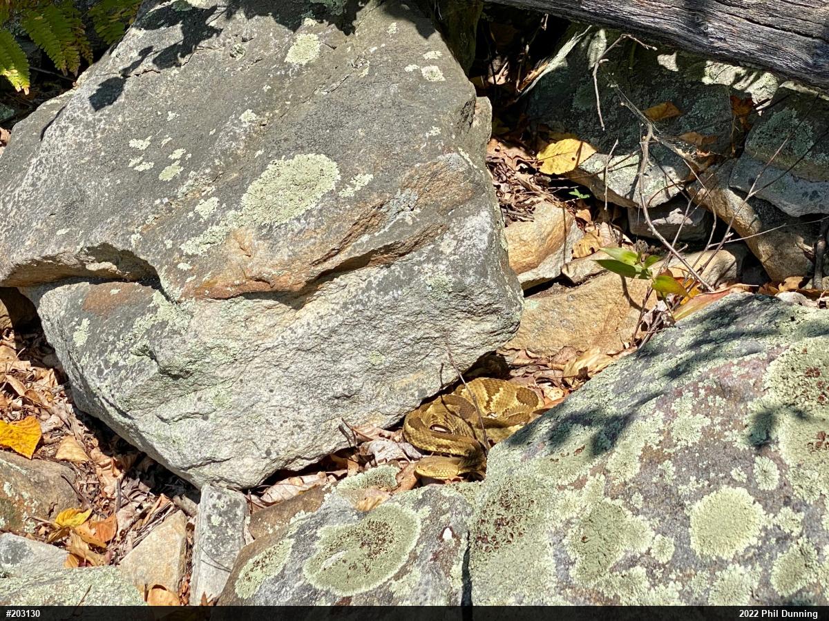 Timber Rattlesnake