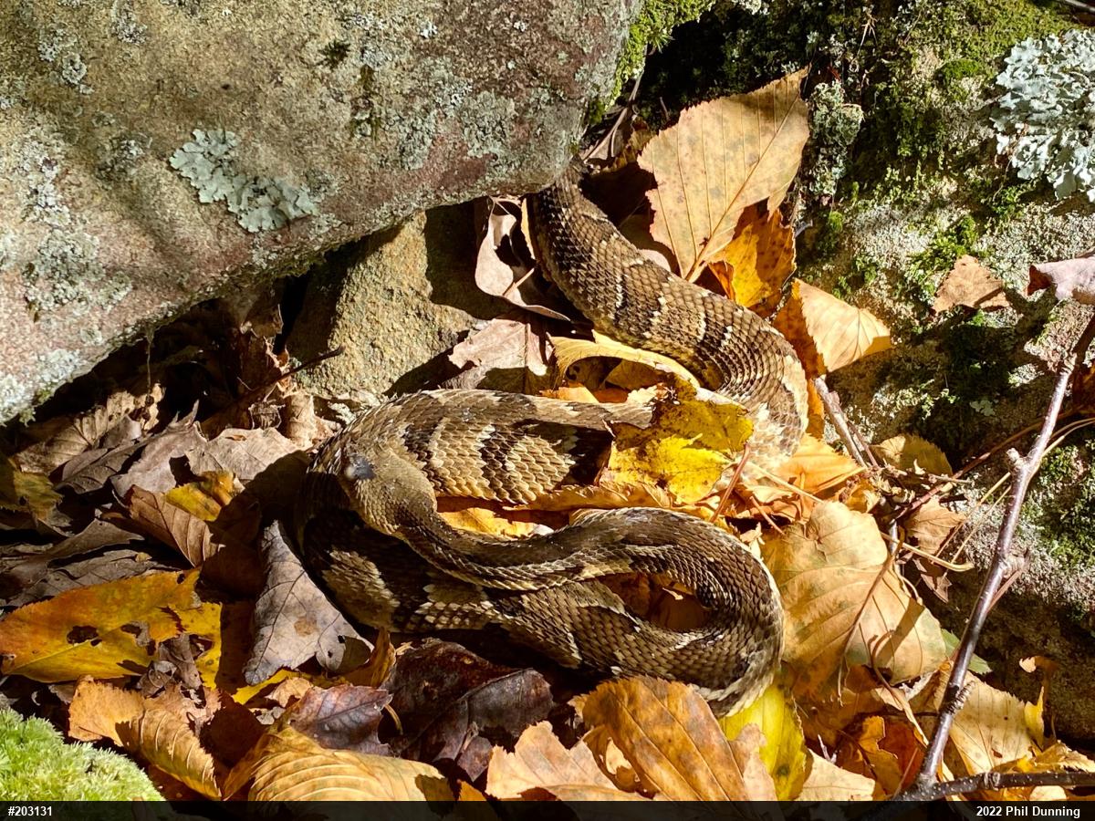 Timber Rattlesnake