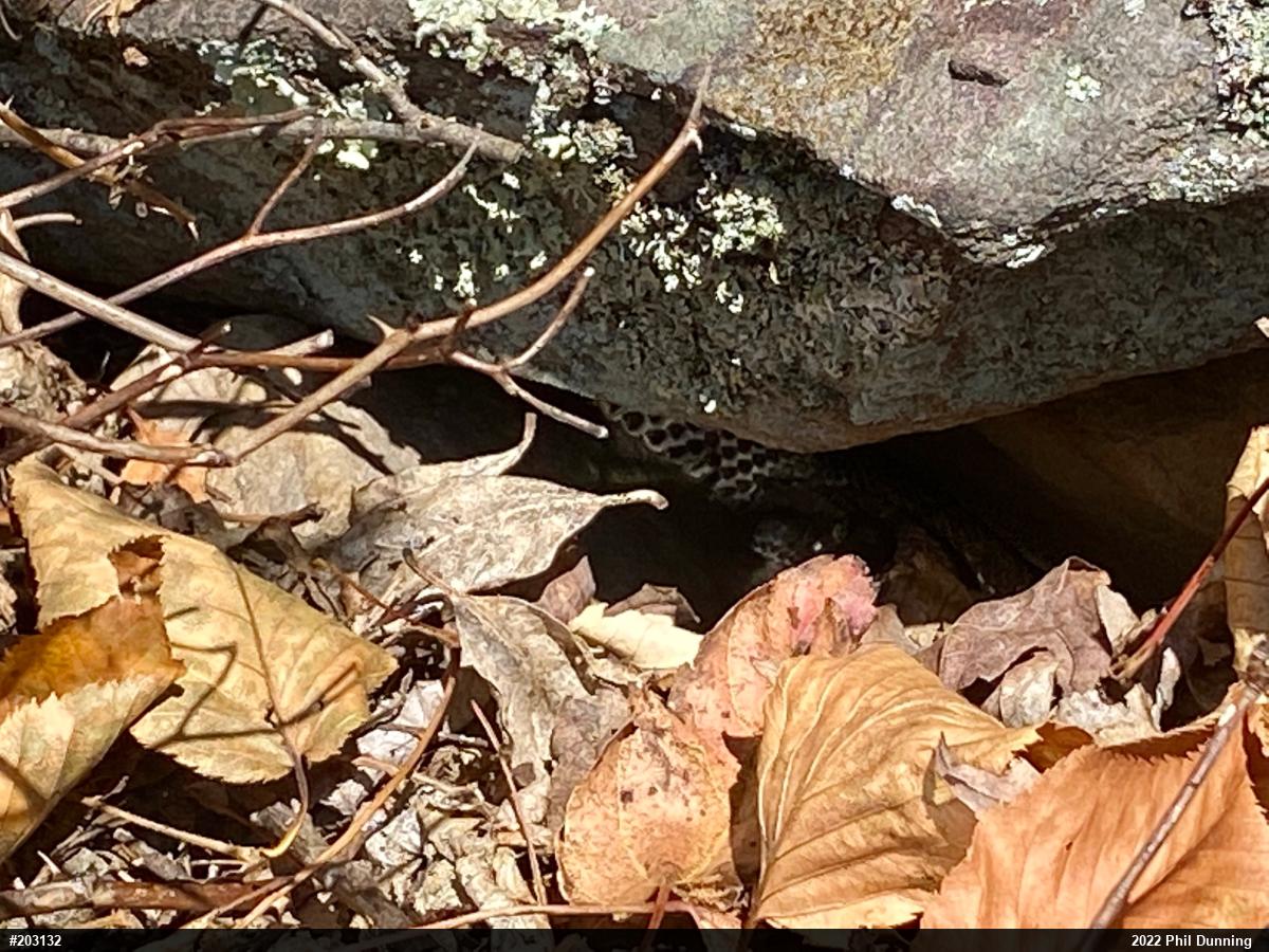 Timber Rattlesnake