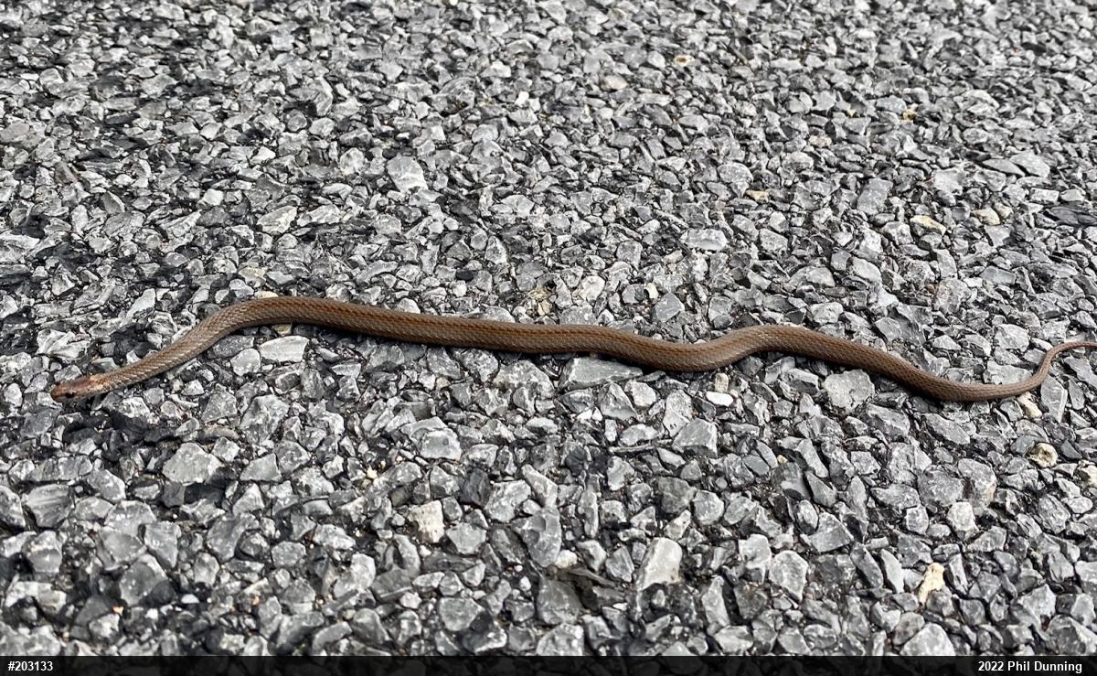 Red-bellied Snake