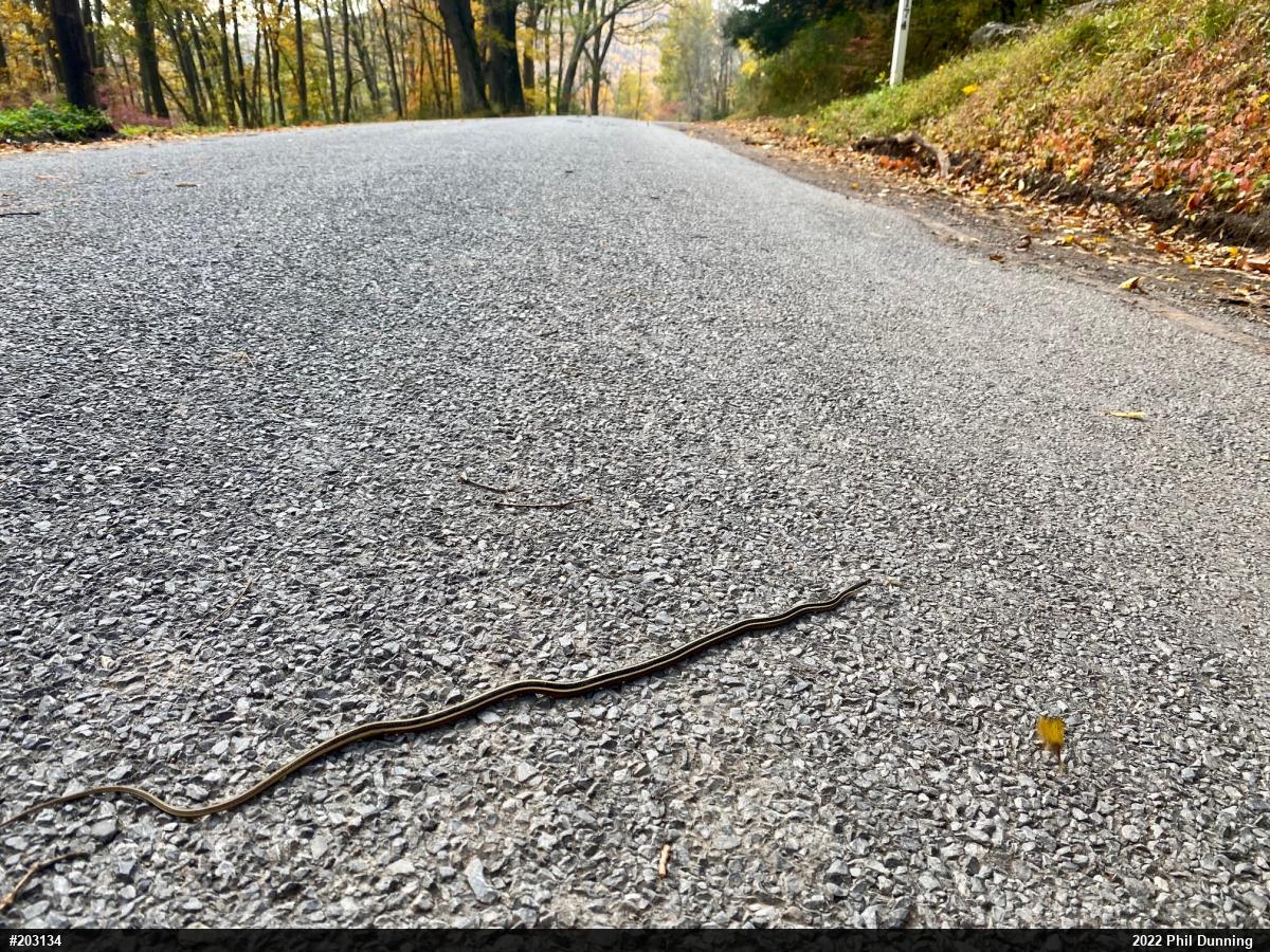 Northern Ribbonsnake