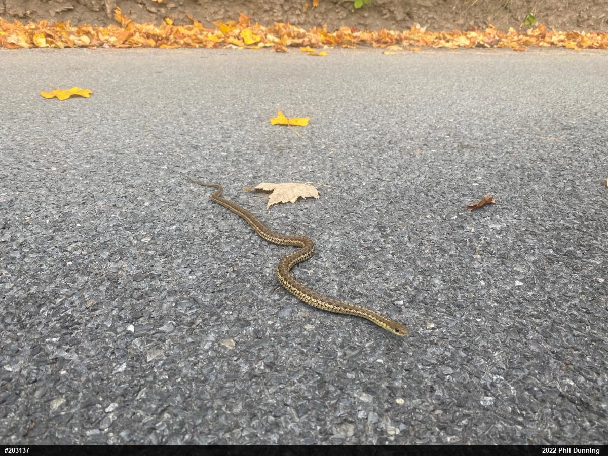 Eastern Gartersnake