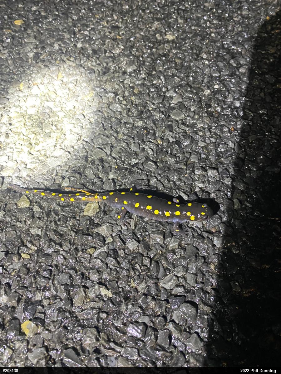 Spotted Salamander