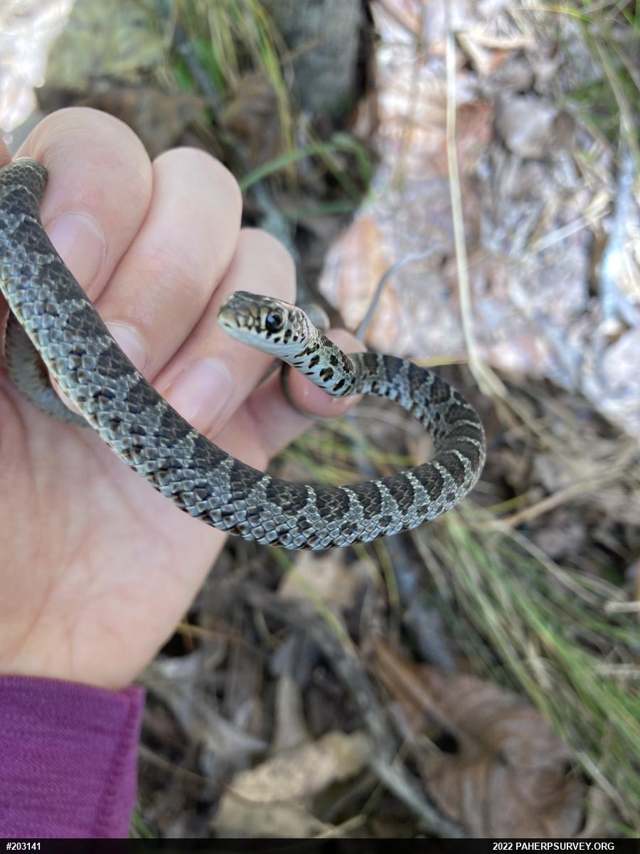 Northern Black Racer