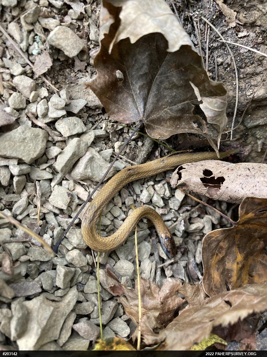 Red-bellied Snake