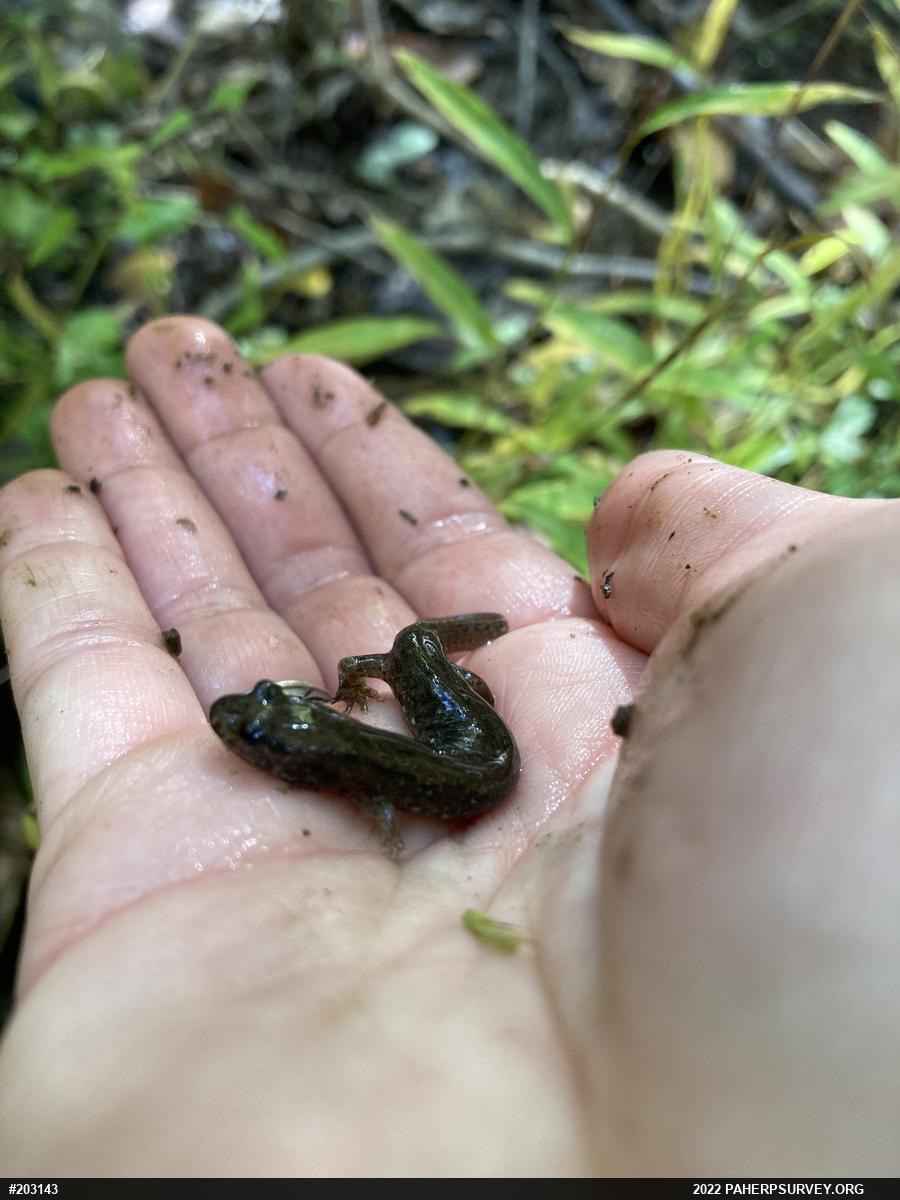 Northern Dusky Salamander