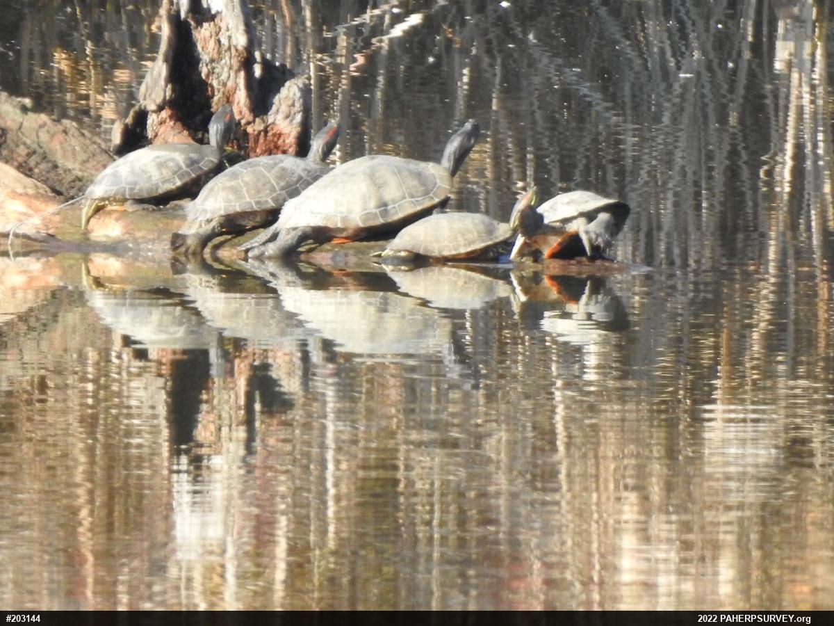 Red-eared Slider