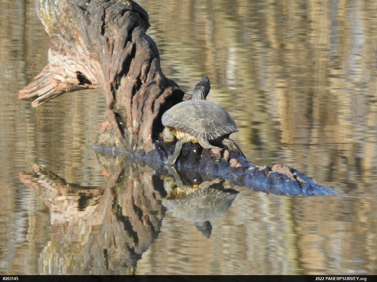 Pond Slider