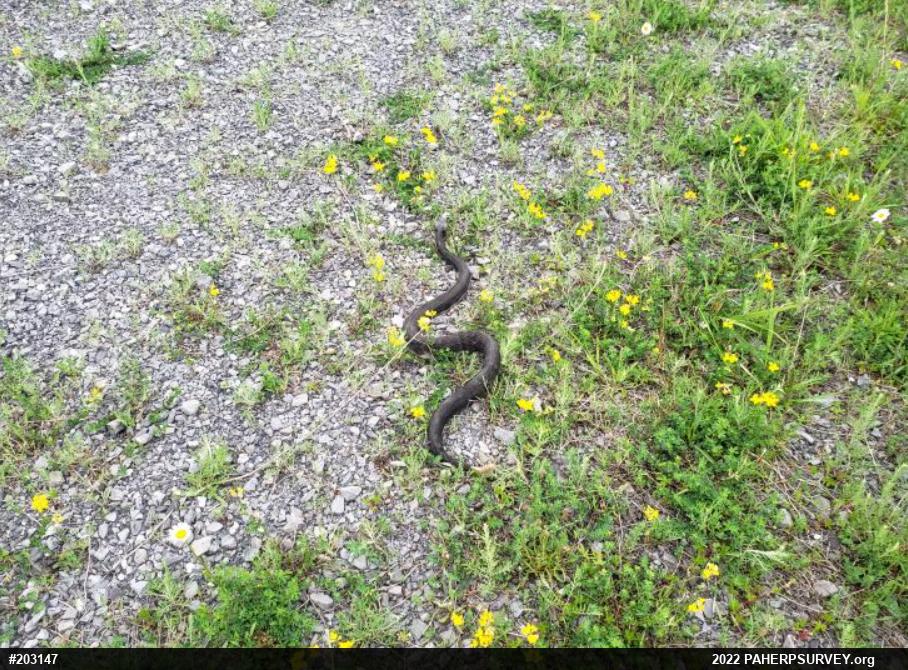 Timber Rattlesnake