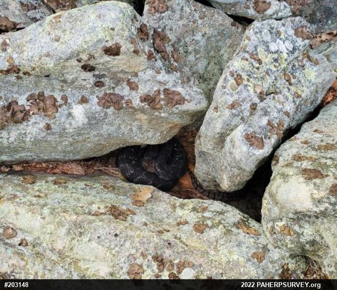 Timber Rattlesnake