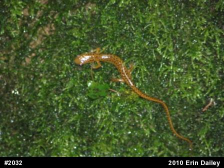 Eastern Long-tailed Salamander