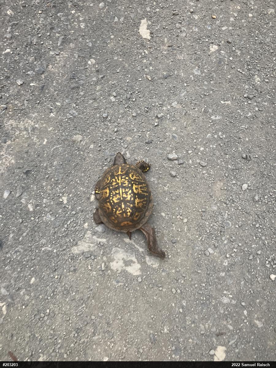 Eastern Box Turtle